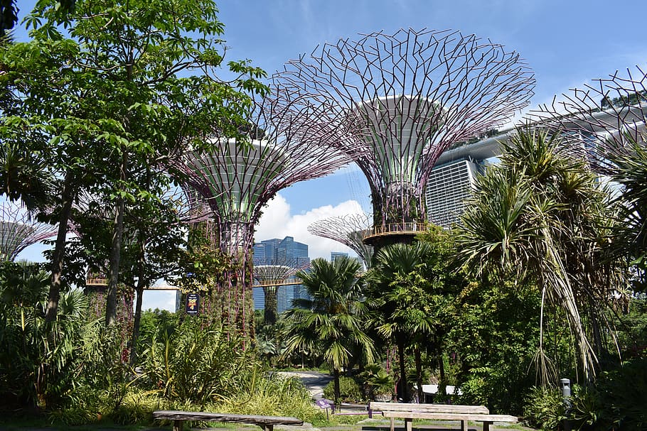 singapore, gardens by the bay, garden bay, kaktus, Asia, futuristik, pariwisata, botani, eksotik, marina