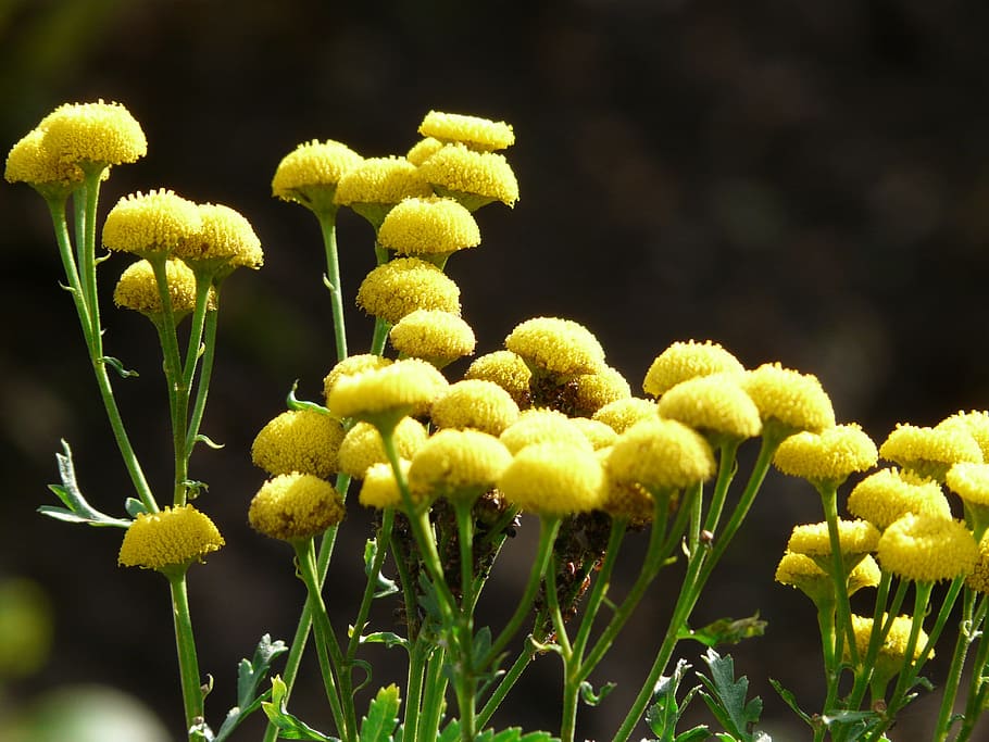 Tansy, Flower, Blossom, Bloom, persicaria, color, bright, flower buttons, yellow, bright yellow