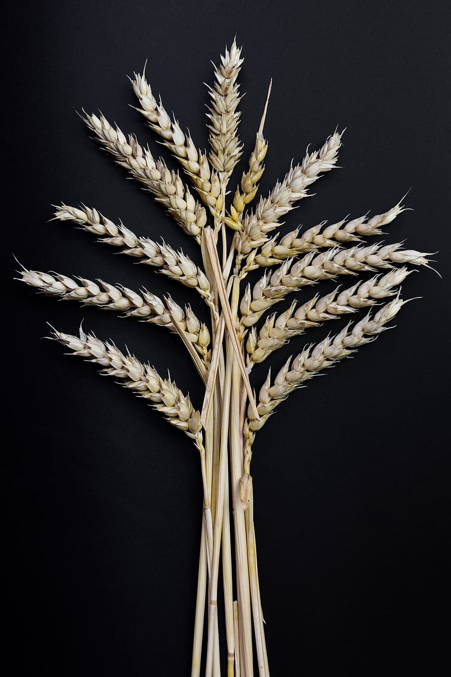 ear, grain, corn on the cob, wheat, klasky, studio shot, close-up, plant, indoors, black background