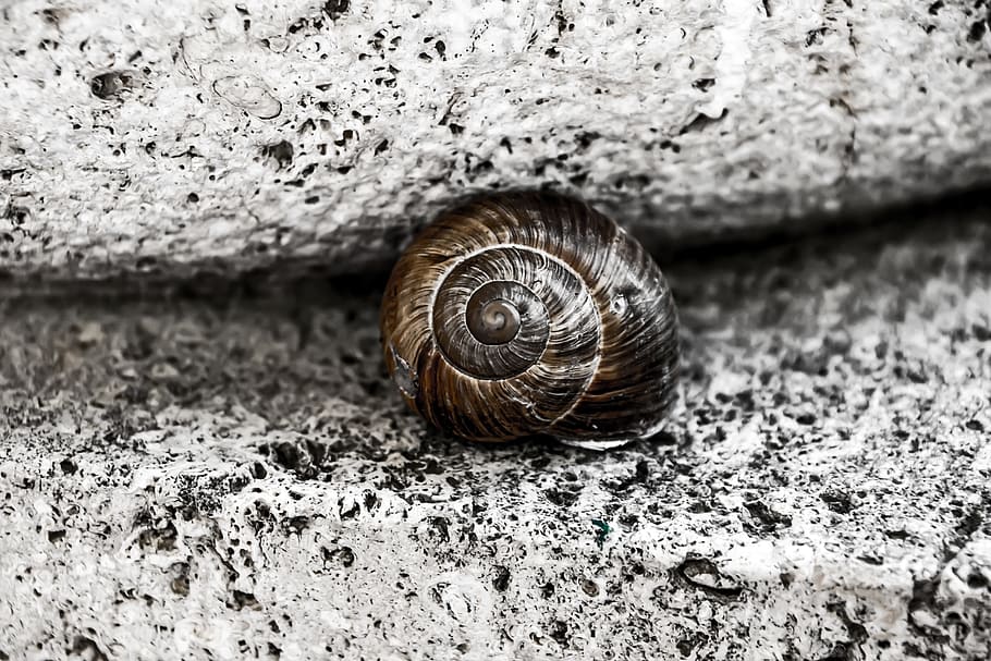 snail, shell, stone, spiral, brown, animal wildlife, animal, animal themes, invertebrate, mollusk