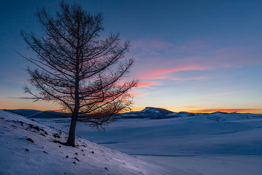 lanskap, musim dingin, bukit, salju, setelah matahari terbenam, suhu di bawah nol, cahaya belakang, siluet pohon, desa bogart, Mongolia