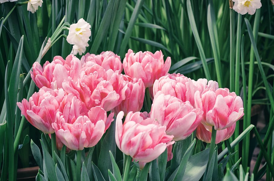 tulip, flower, plant, garden, nature, sheet, season, summer, petal, blooming