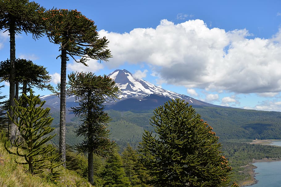 mountain, body, water, white, clouds, conguillío national park, volcano, sky, trees, araucaria araucana