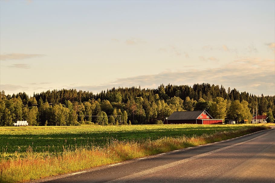 Bosque, carretera, Suecia, casa, verano, casa de campo, árbol, hierba, cama, ir