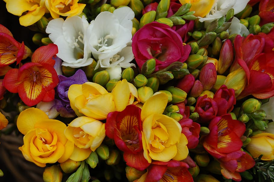 bunga, tersedia, buket de fleurs, alam, toko bunga, mekar, tanaman berbunga, kesegaran, kerentanan, kepala bunga