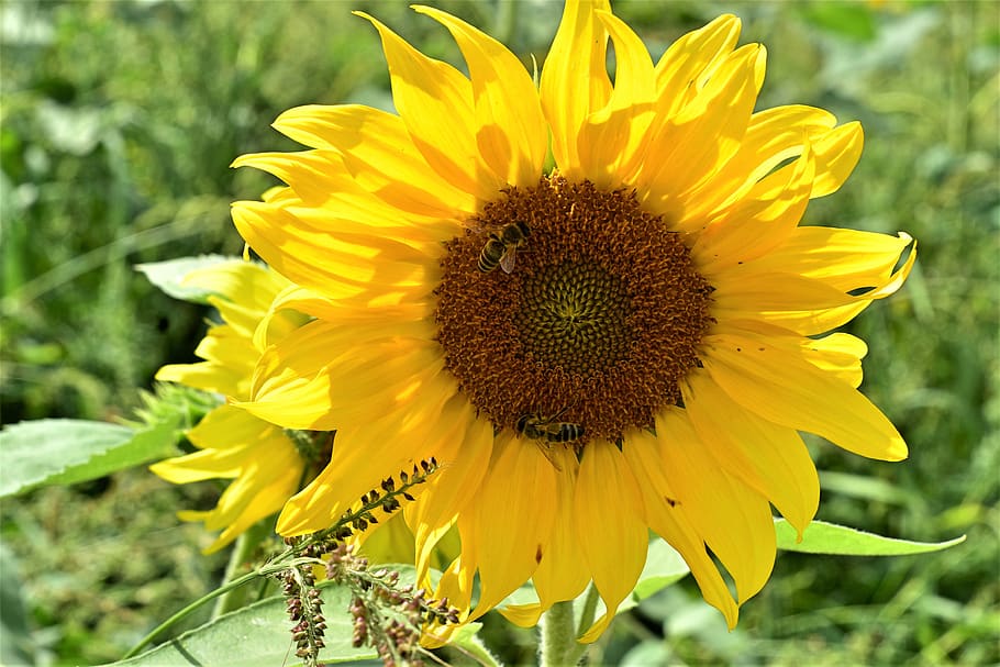 girasol, verano, amarillo, naturaleza, floración, planta, flora, belleza,  botánica, de cerca | Pxfuel