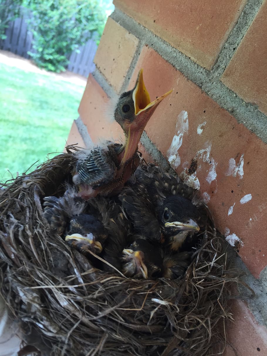 birds, nest, hatch, hungry, neck, tweet, spring, nature, house, feathers