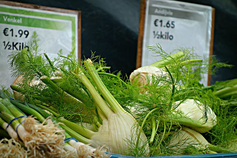 Fennel, Herb, Foeniculum Vulgare, fennel bulb, food, nutrition, vegetable, shalott, fresh vegetable, culinary