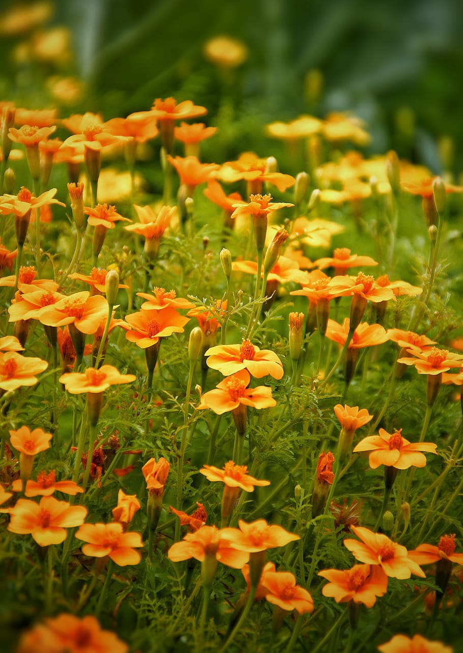 marigold, bloom, nature, garden, flowers, orange, red, green, bedding plants, autumn