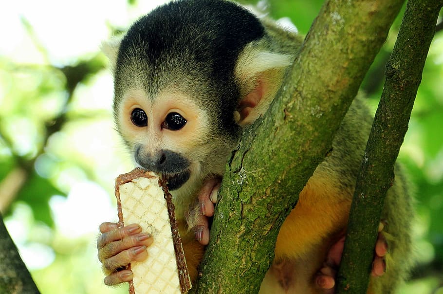 monkey, tree, eating, wafer, daytime, squirrel monkey, äffchen, exotic, primate, curious