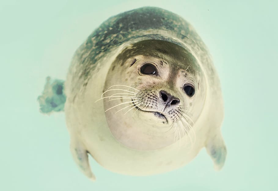 gray sea lion, seal, mammal, cute, marine, life, ocean, nature, animal, funny