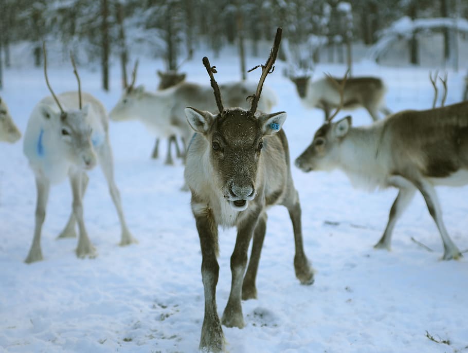 reindeer, lapland, finland, winter, antler, cold, nature, arctic, animals, snow
