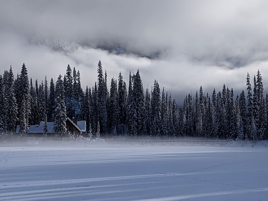 emerald lake lodge, snow, fog, nature, winter, landscape, forest, wintry, trees, clouds