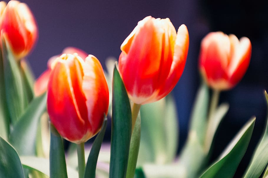 Tulips, nature, tulip, springtime, flower, plant, beauty In Nature, red, green Color, season