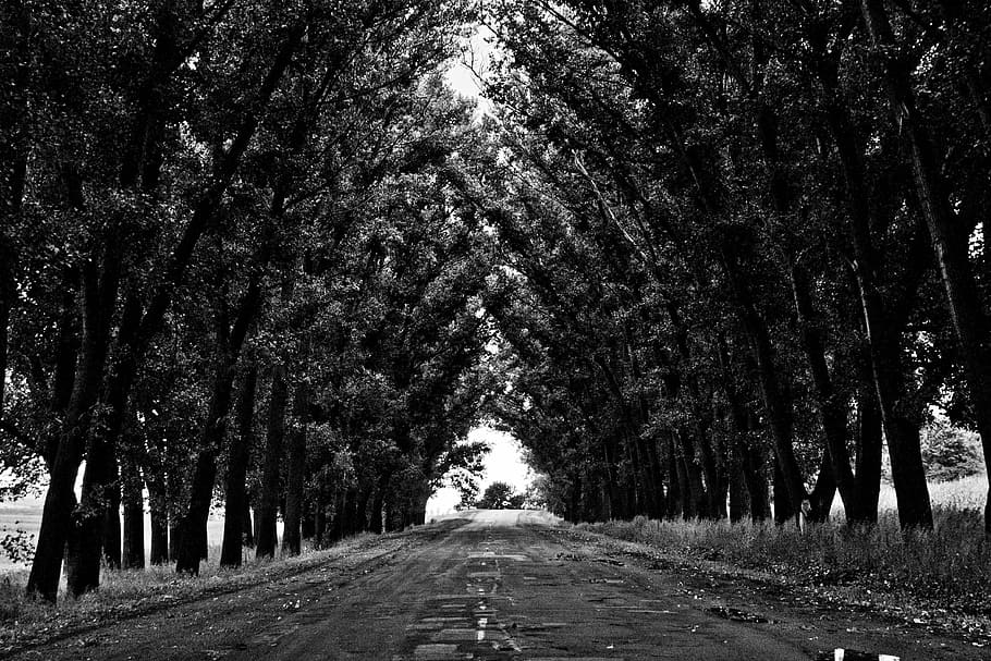 grayscale photography, pathway, tall, tress, grayscale, photography, in between, trees, road, black And White