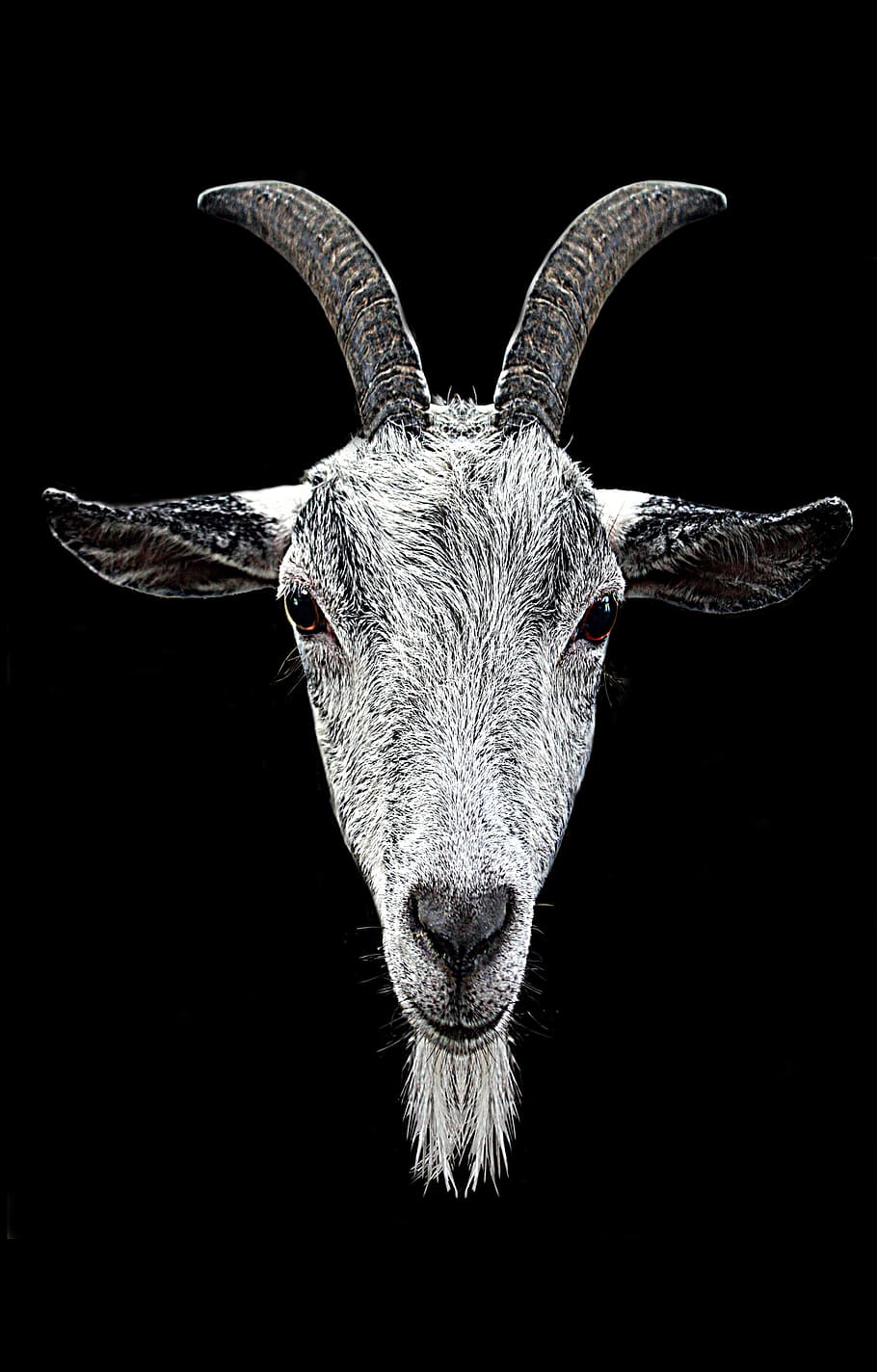 photography, gray, ram, head, black, background, ram head, horns, goat, eyes