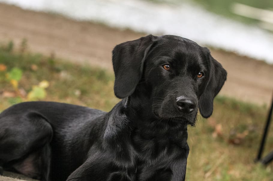adult, black, labrador retriever, lying, ground, Labrador, Dog, View, Black Dog, labrador, dog