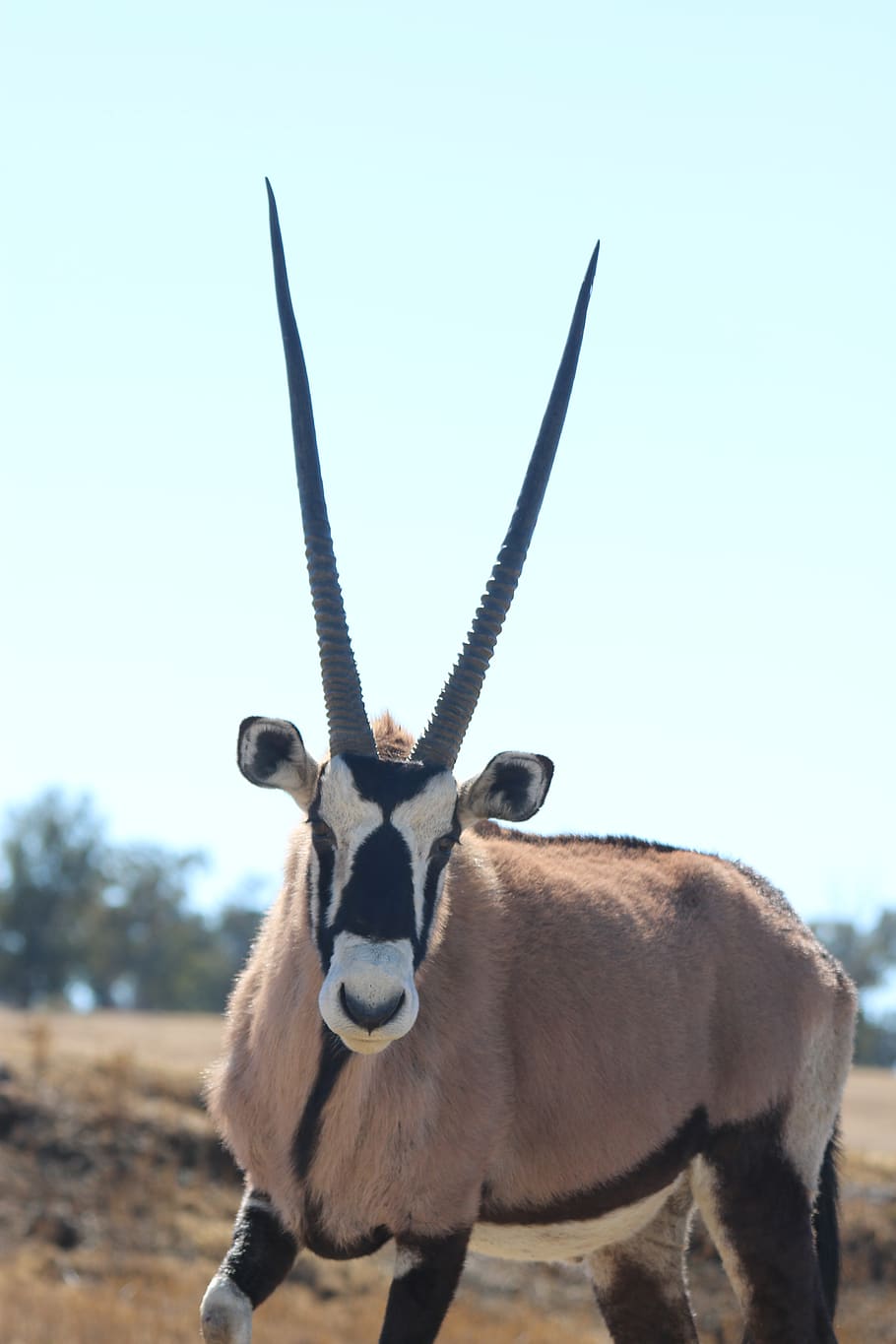 oryx, spit bock, antílope, antílope oryx, sudáfrica, animal, namibia, safari, salvaje, fauna