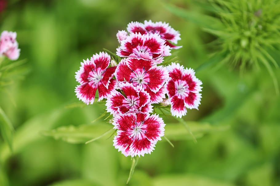 bart cloves, cloves, dianthus barbatus, caryophylloideae, red, white, flower, dianthus, nature, garden