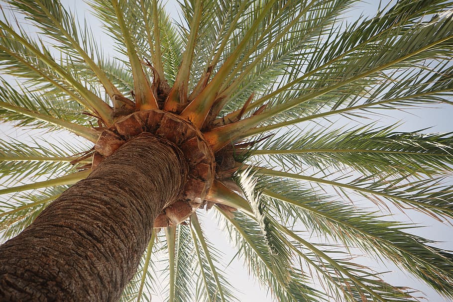 palmera, corteza, árbol, clima tropical, planta, vista de ángulo bajo, tronco, crecimiento, tronco de árbol, hoja
