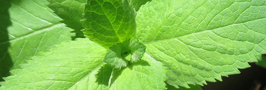 peppermint, green, hairy, herbs, aroma, leaves, medicinal herbs, healthy, tea herbs, refreshment