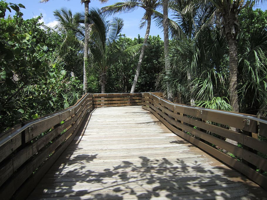 ponte, florida, palma, viagem, eua, tropical, parque, praia, natureza, árvore