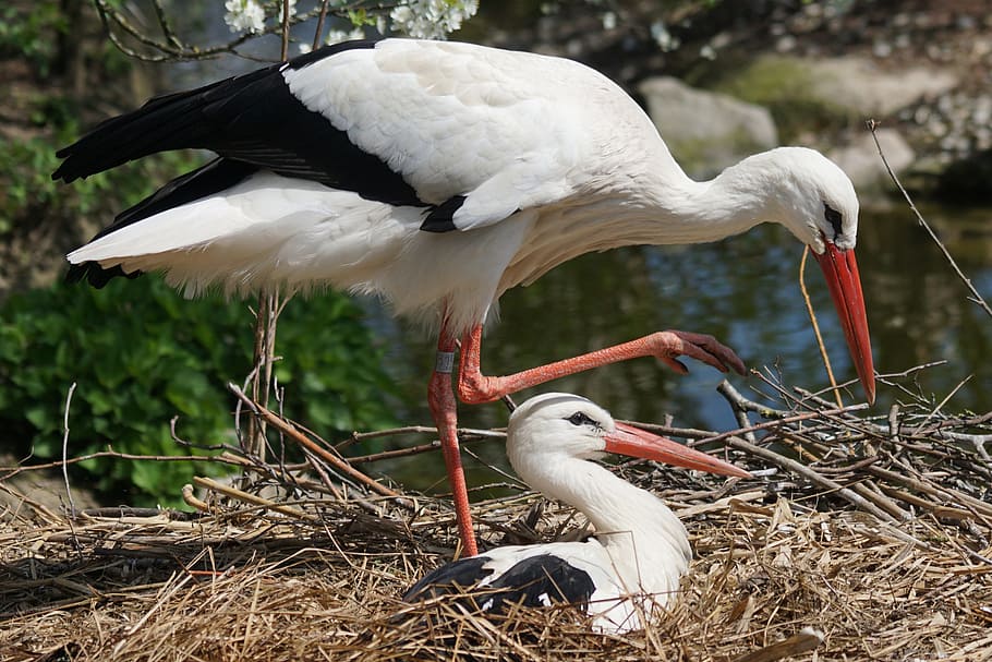 two white storks, stork, adebar, white stork, bill, storchennest, eastern, nest building, nature, rattle stork