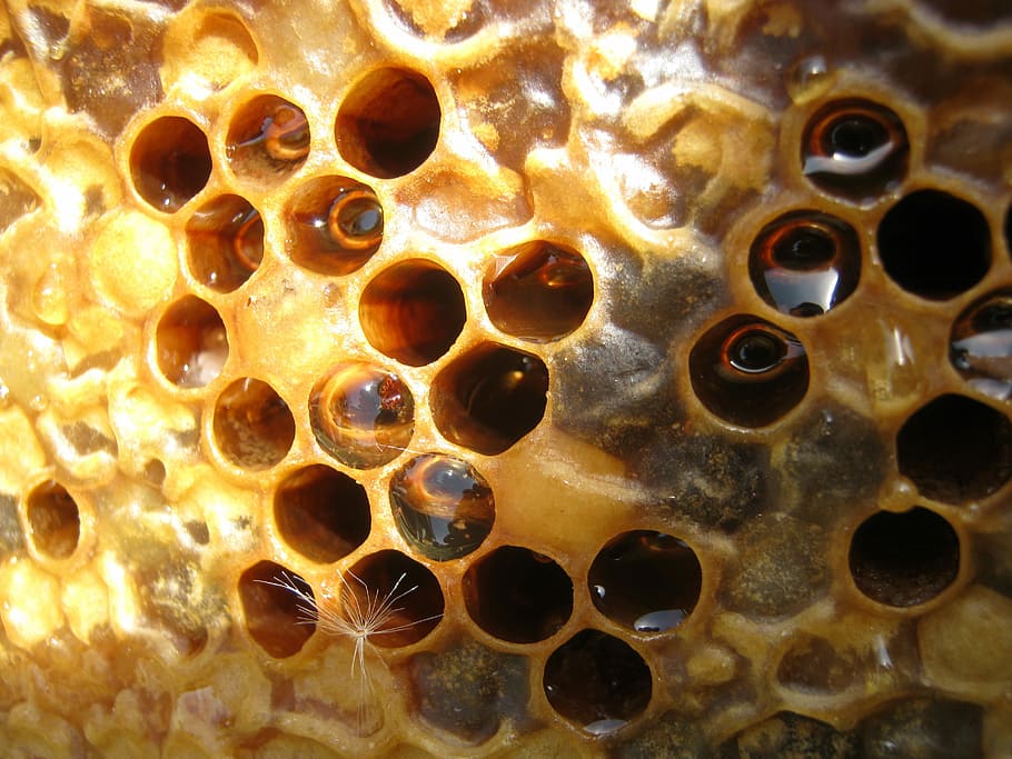 Honey, Hive, Framework, Bee, Wax, Cell, reserves, radius, beehive, honeycomb