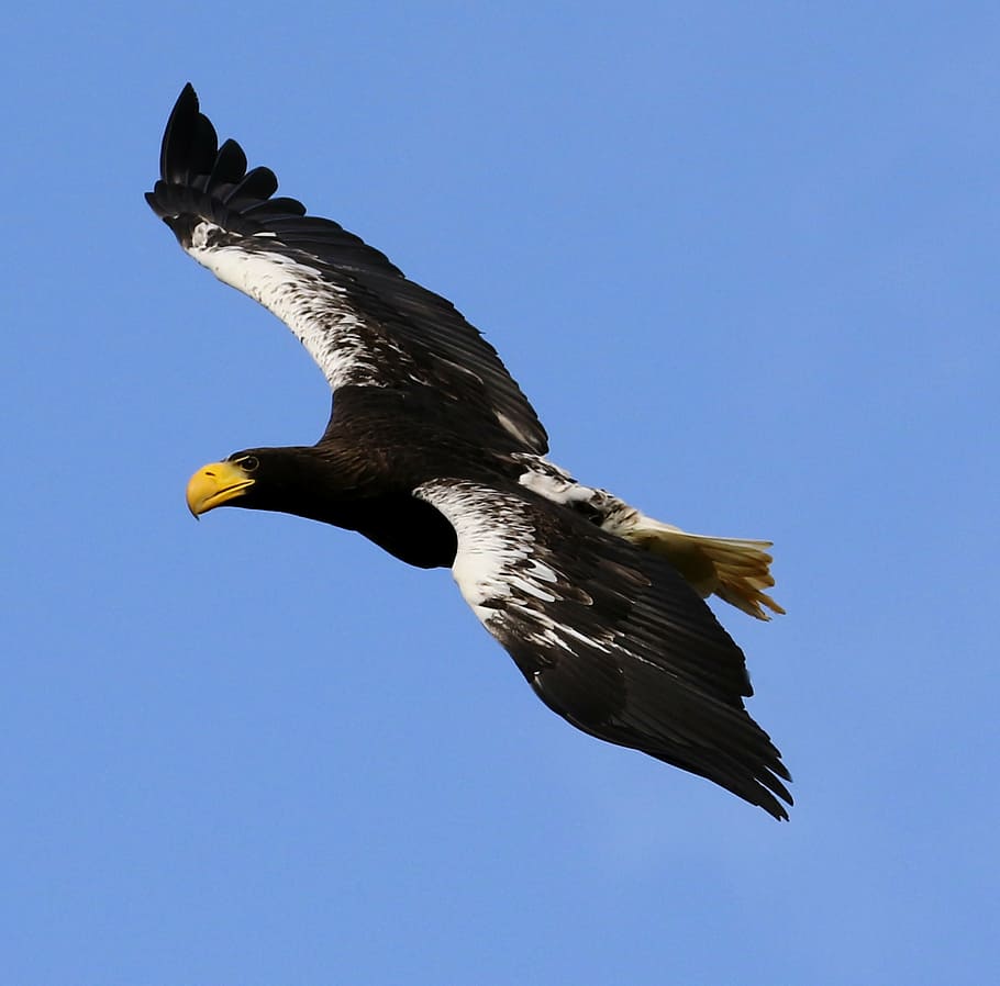 stellar sea eagle, sea bird, sea, bird, eagle, beak, endangered, hunter, predator, prey