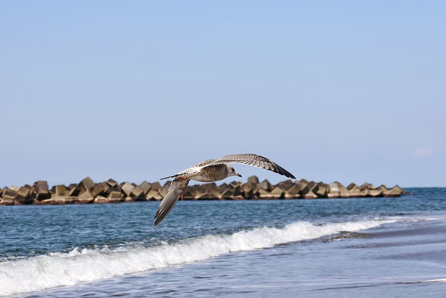 animal, sea, beach, wave, sea gull, seagull, young bird, seabird, wild animal, natural