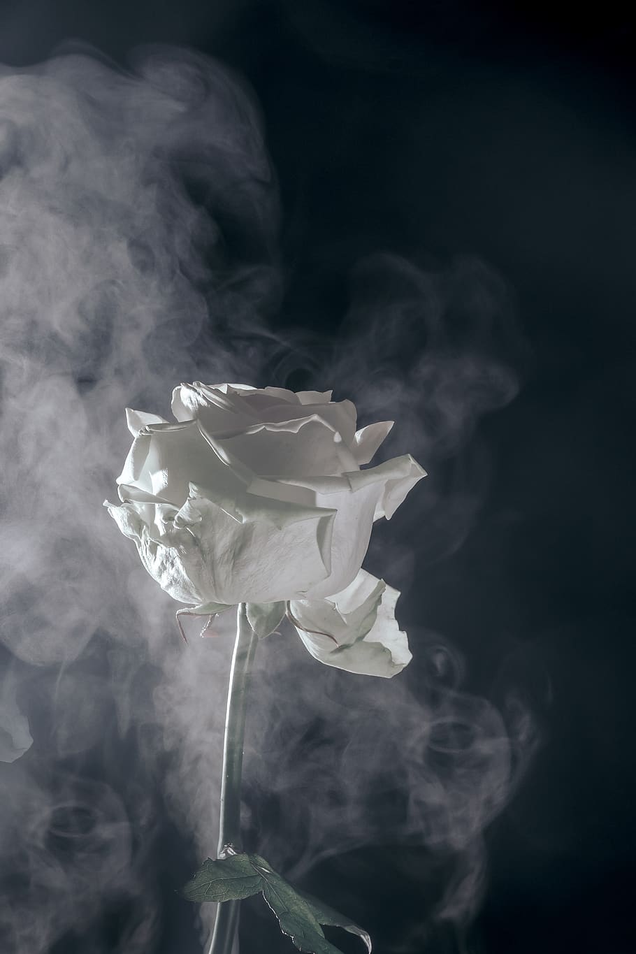 rose, fog, flower, blossom, bloom, white, nebulized, haze, smoke, love