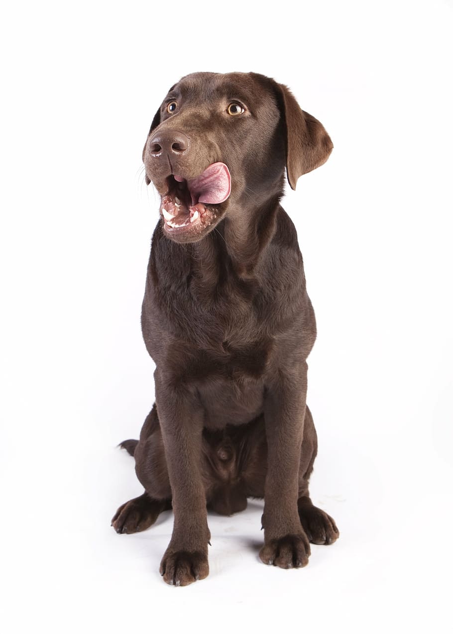 adult chocolate labrador retriever, white, background, dog, reward, dog food, food, pet leckerli, labrador, animal