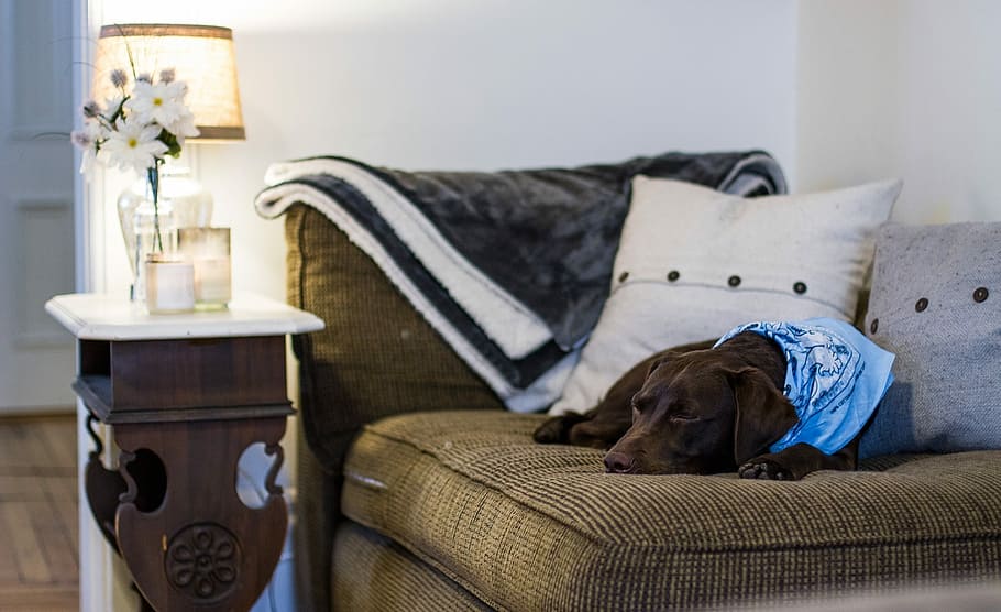 chocolate labrador retriever dog, laying, brown, corduroy sofa, chocolate Labrador, Labrador Retriever, dog, corduroy, sofa, cute
