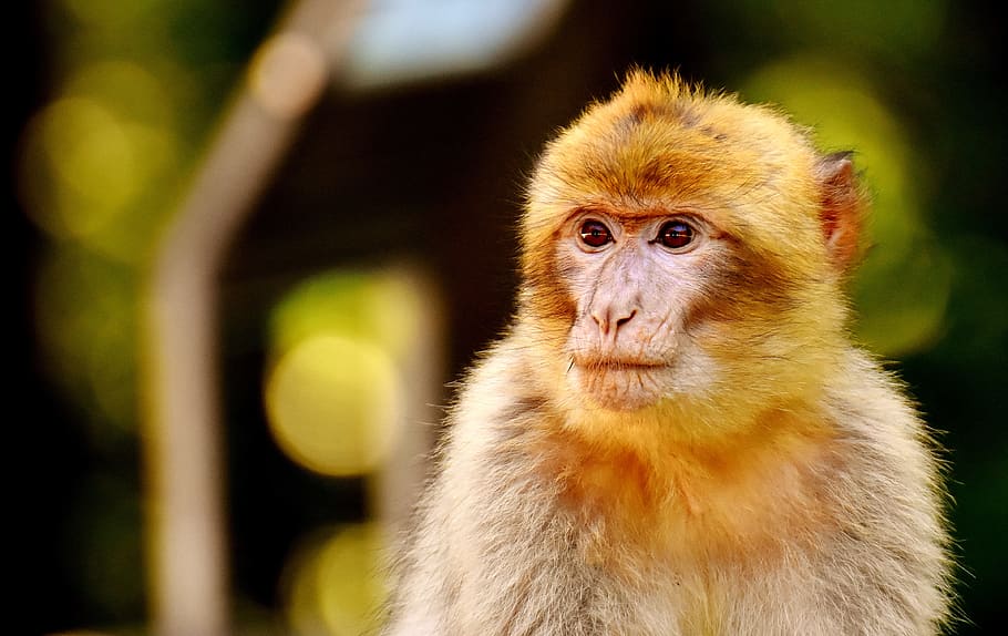 yellow, white, primate, Young Animal, Barbary Ape, ape, endangered species, monkey mountain salem, animal, wild animal