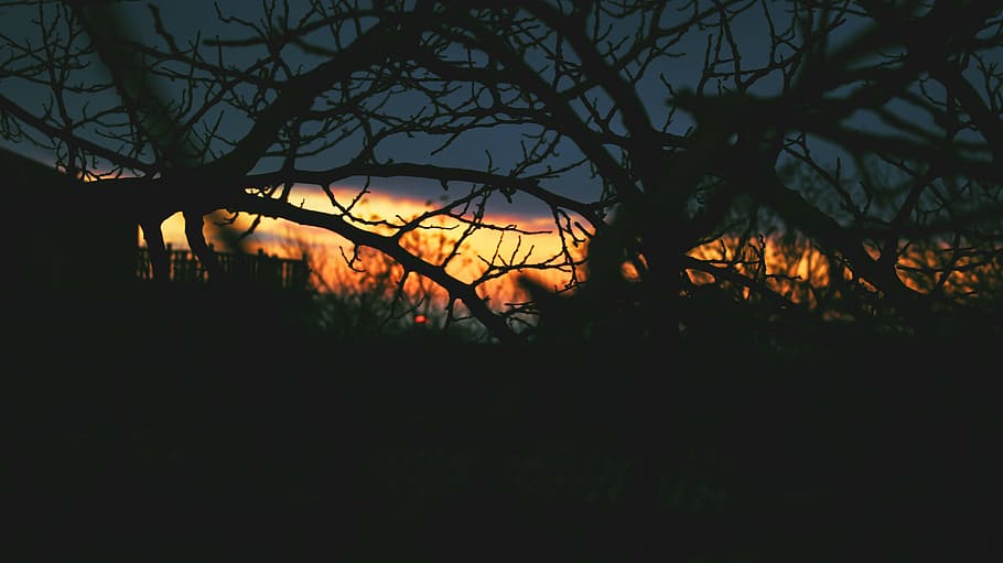silhouette, withered, trees, sunset, branches, dark, clouds, creepy, nature, tree
