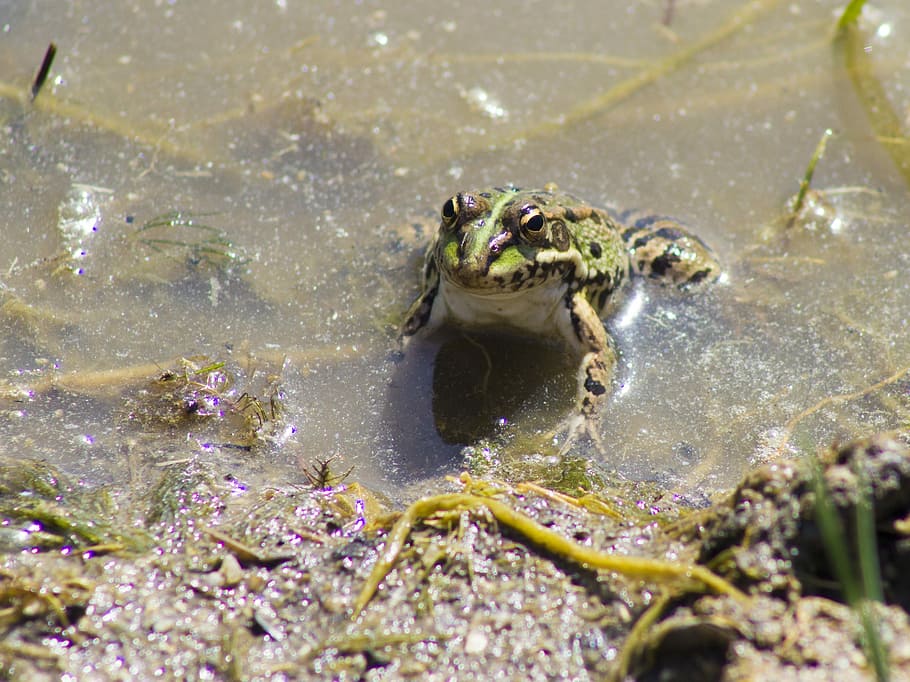 Batrachian, Water, Green Frog, frog, raft, croak, amphibious, lookout, algae, pond
