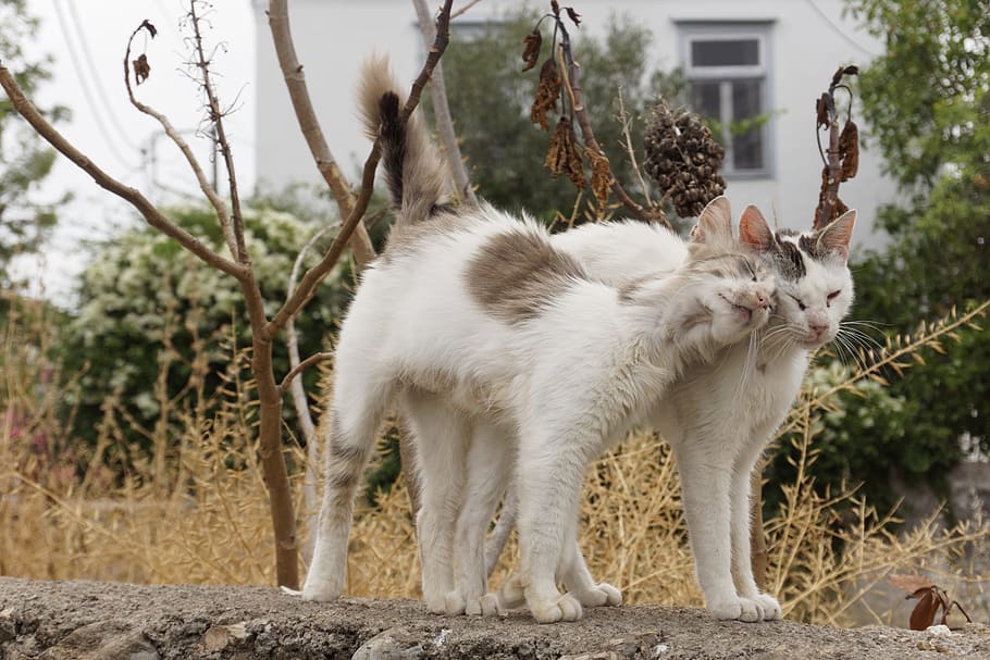 dos, gris, cerca, casa, primer plano, fotografía, Gatos, Grecia, Blanco, Mascota