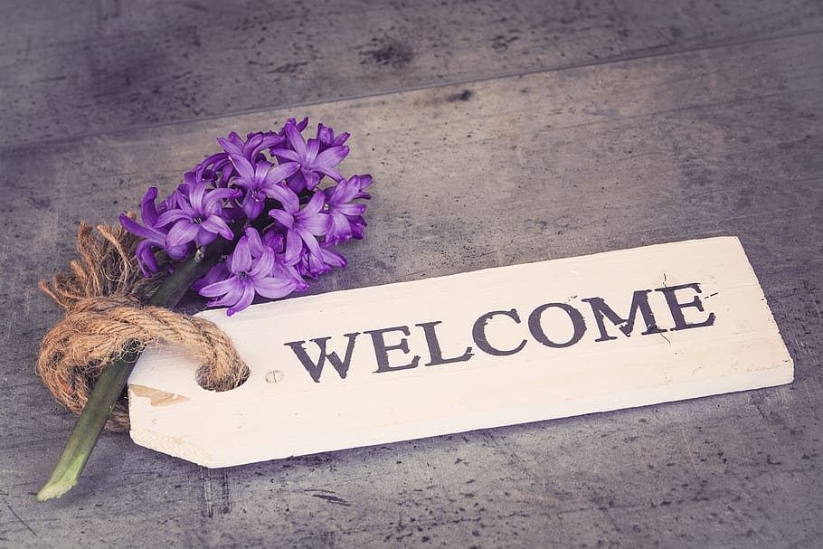 púrpura, flor de jacinto, al lado, señalización, Bienvenido, flores, decoración, jacinto, flor, violeta