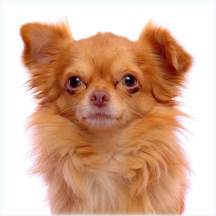 adult long-haired, tan, chihuahua, ginger, dog, domestic, canine, pets, one animal, domestic animals