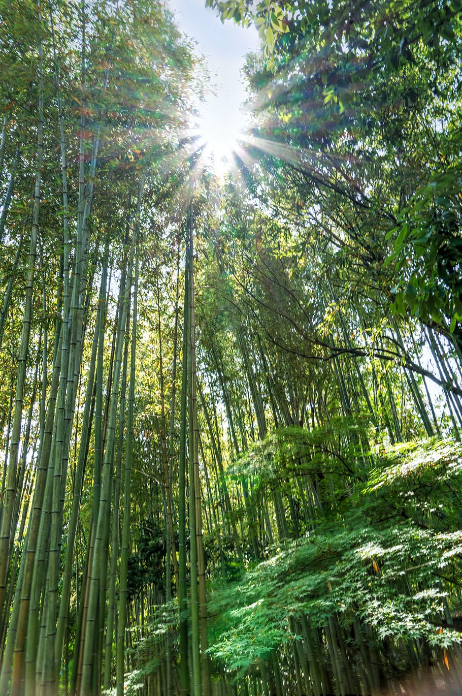 jepang, arashiyama, hutan bambu, sunstar, hijau, kyoto, tengara, atraksi, pariwisata, sinar matahari