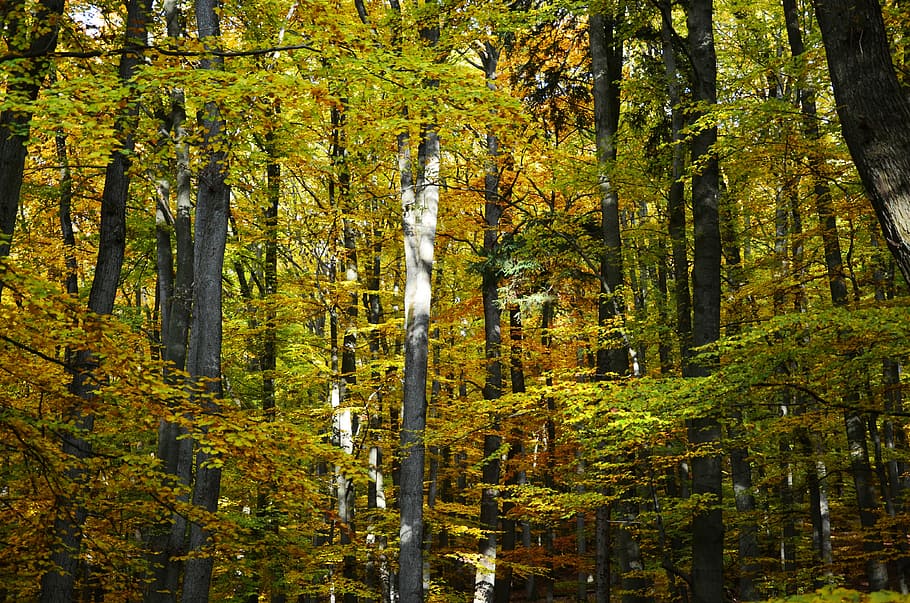 otoño, bosque de otoño, árboles de hoja caduca, bosque, árboles, follaje de otoño, otoño dorado, octubre dorado, emerger, rayo de sol