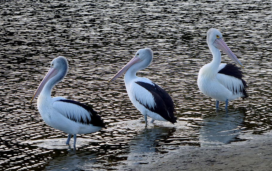 The Australian, Australian pelican, Pelecanus conspicillatus, body of water, three, egrets, calm, bird, vertebrate, group of animals