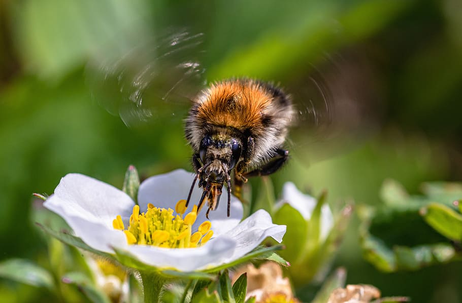 heath-the bumble bee, kryptarum-the bumble bee, bunga strawberry, hymenoptera, Hummel, bombus, serangga, menghisap madu, penyerbukan, rambut