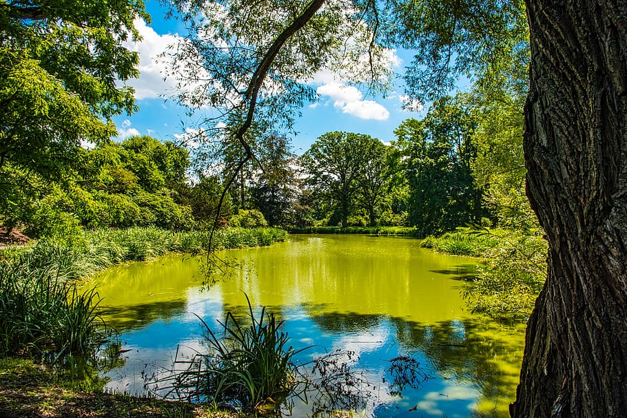 estate, murky pond, trees, foliage, summer, peaceful, tree, plant, water, reflection