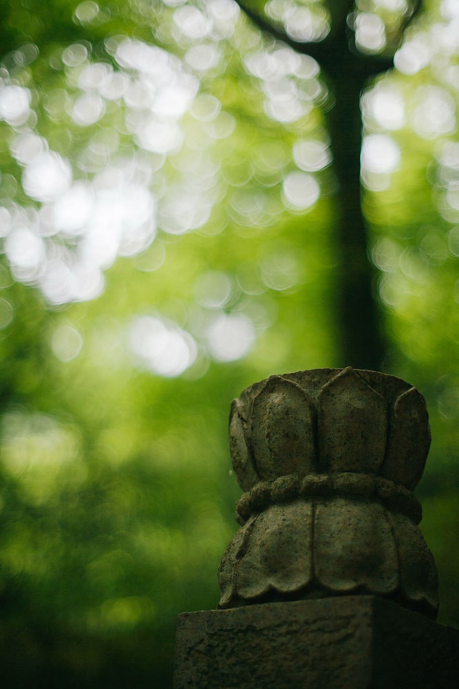 lotus, forest, stone carving, focus on foreground, close-up, plant, day, nature, art and craft, tree