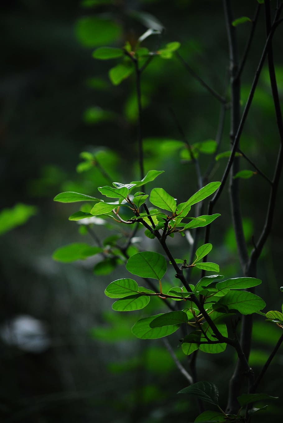 green leaves, plants, green, leafs, growth, nature, earth, garden, environment, life