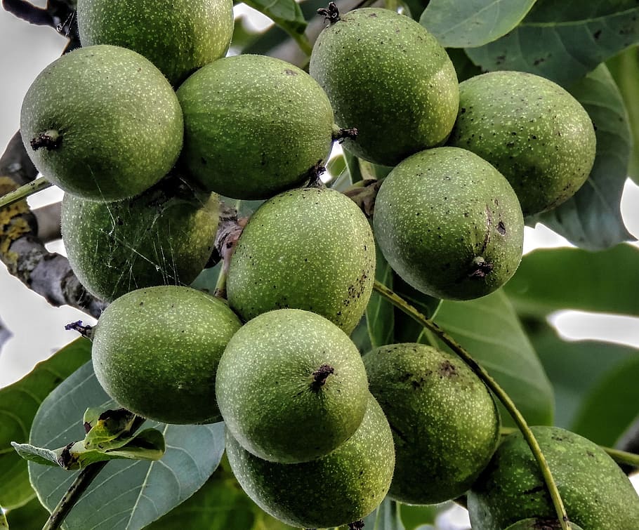 Walnut Tree, Walnuts, Harvest, walnut, nuts, fruit, food and drink, food, green color, healthy eating