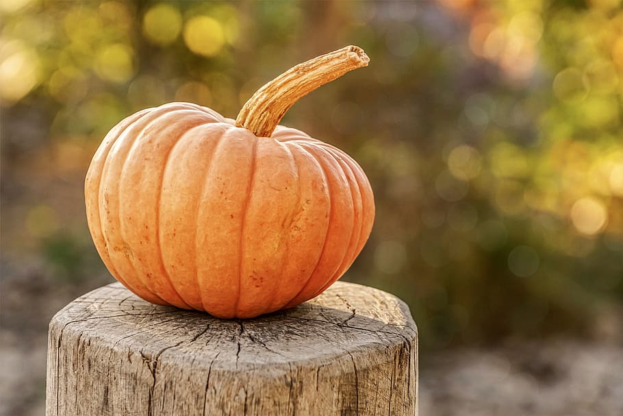 pumpkin, autumn, decoration, orange, food, autumn decoration, choose, pumpkins, fruit, color