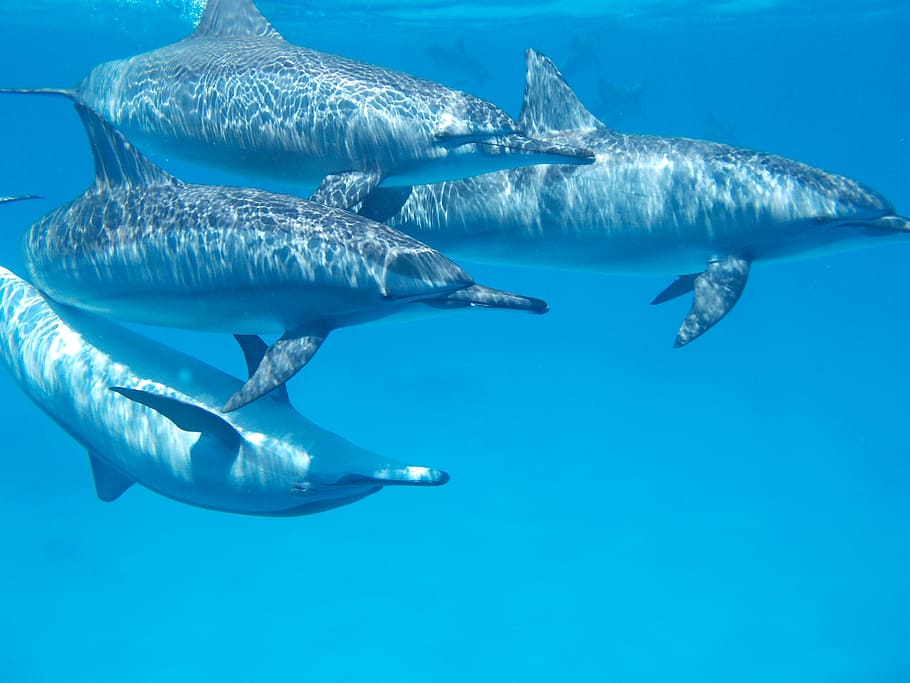 cuatro delfines negros, delfín, océano, mar, agua, naturaleza, marino, acuático, lindo, pacífico
