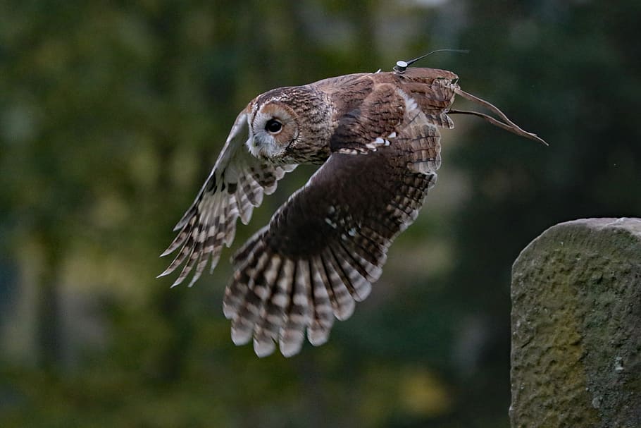 focus photo, brown, white, owl, barred owl, usa, wilderness, bird, wildlife, barred